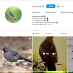 Buy Birds - Instagram Account - 21.1K Followers