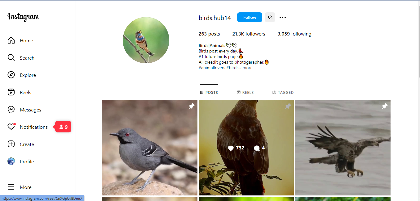 Buy Birds - Instagram Account - 21.1K Followers