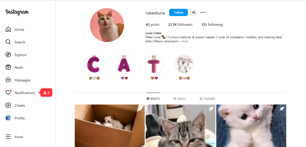 Buy Cats - Instagram Account - 21.8K Followers