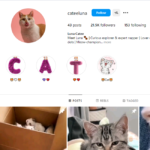 Buy Cats - Instagram Account - 21.8K Followers